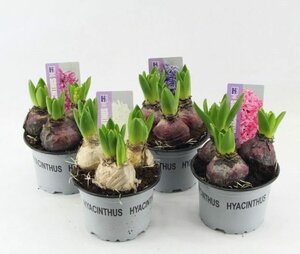 Hyacinthus 'Pearl' 5 clr. mix