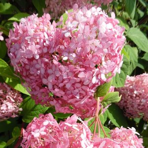 HYDRANGEA A. PINK ANNABELLE