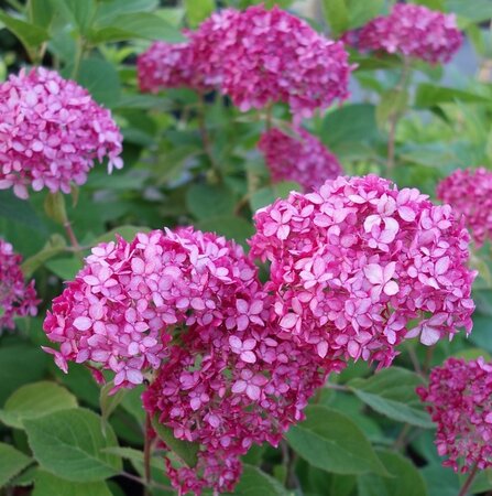 HYDRANGEA A. RUBY ANNABELLE (R)