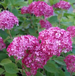 HYDRANGEA A. RUBY ANNABELLE (R)