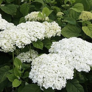 HYDRANGEA A. STRONG ANNABELLE