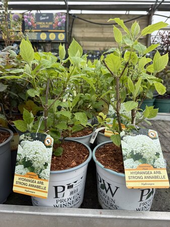 HYDRANGEA A. STRONG ANNABELLE (R)