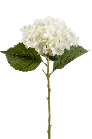 Hydrangea annabelle stem  cream