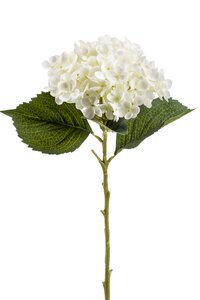 Hydrangea annabelle stem cream