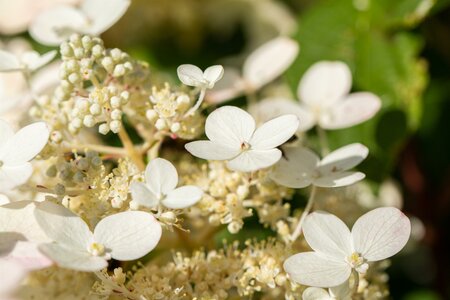 Hydrangea anomala petiolaris