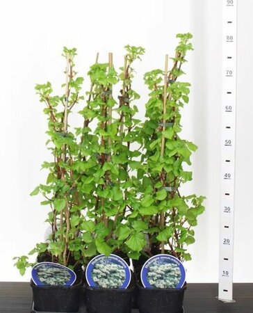 Hydrangea anomala petiolaris