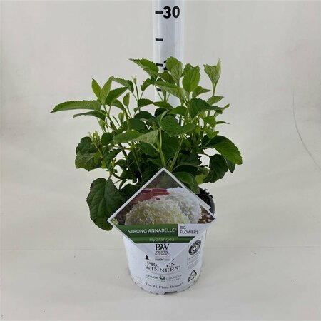 Hydrangea ar. 'Strong Annabelle'® 3 Ltr pot