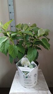 Hydrangea ar. 'Strong Annabelle'®  5 Ltr pot