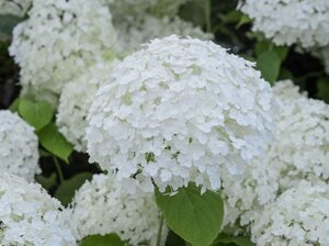 HYDRANGEA ARB. ANNABELLE