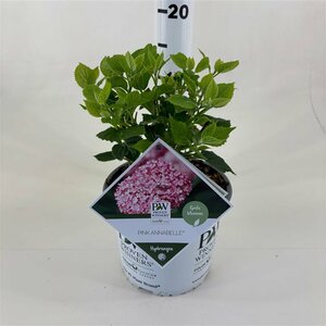 Hydrangea arbor. 'Pink Annabelle'®