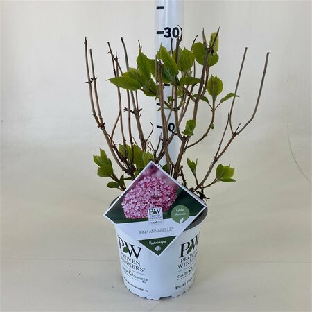 Hydrangea arbor. 'Pink Annabelle'®
