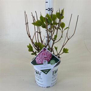 Hydrangea arbor. 'Pink Annabelle'®
