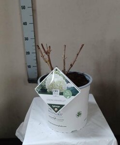 Hydrangea ar. 'Strong Annabelle'®  5 Ltr pot