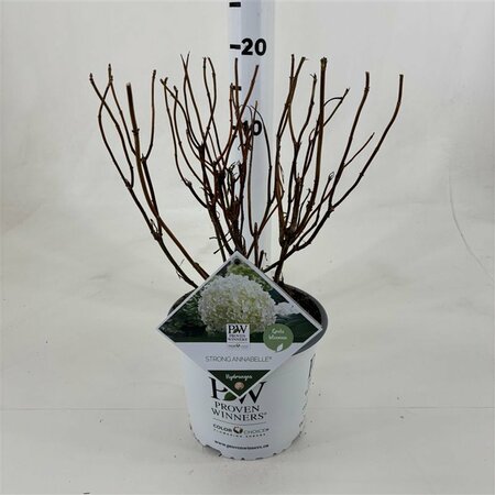 Hydrangea ar. 'Strong Annabelle'® 3 Ltr pot
