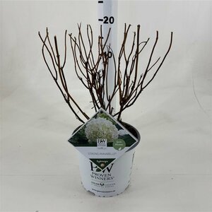 Hydrangea ar. 'Strong Annabelle'® 3 Ltr pot