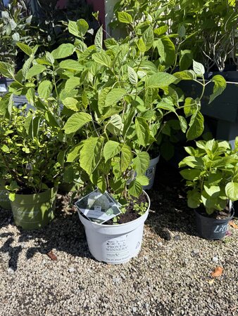 Hydrangea arbor. 'Strong Annabelle'®