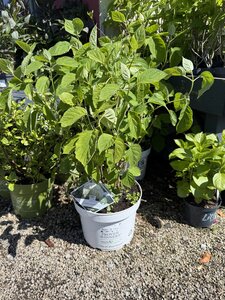 Hydrangea arbor. 'Strong Annabelle'®