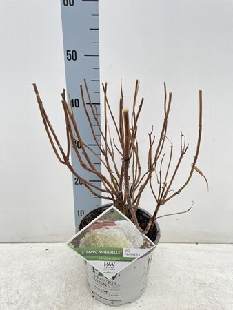 Hydrangea Arborescens Strong Annabelle 45cm