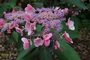 Hydrangea aspera 'Hot Chocolate'