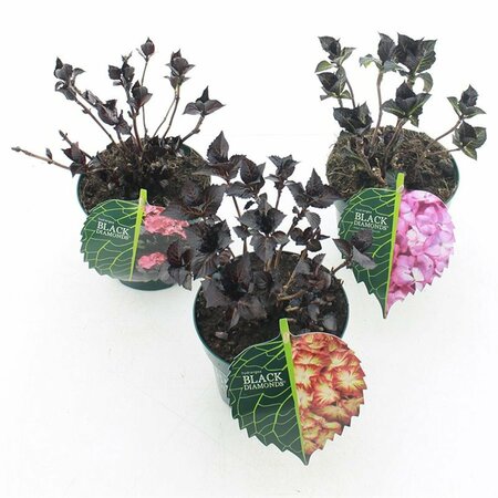 Hydrangea 'Black Diamonds'® mix 2 Ltr pot
