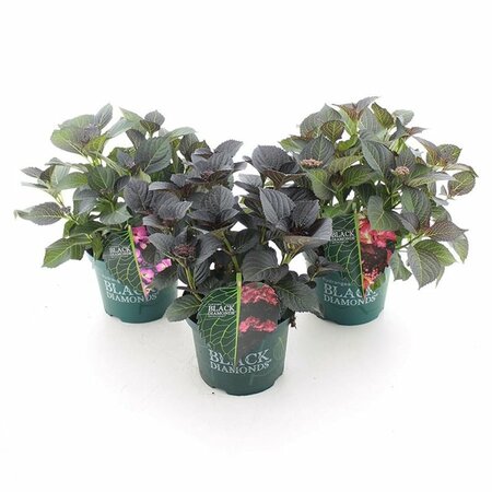 Hydrangea 'Black Diamonds'® mix