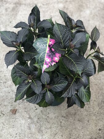 Hydrangea 'Black Diamonds' Teller Dark Angel Purple