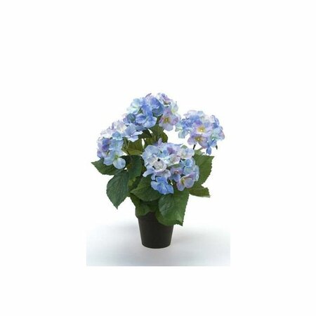 Hydrangea bush x5  blue