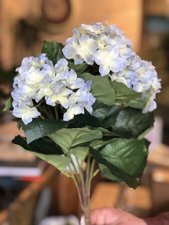 Hydrangea Bush x7 Lt.Blue 37cm