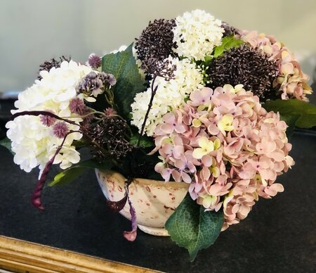Hydrangea for all seasons with Cannes Pot