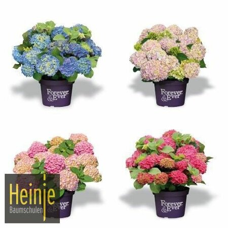 Hydrangea 'Forever & Ever'