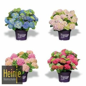 Hydrangea 'Forever & Ever'
