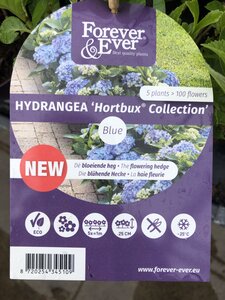 Hydrangea 'Forever & Ever® Hortbux® in Sorten'