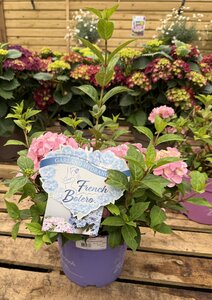 HYDRANGEA FRENCH BOLERO - image 2
