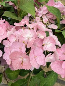 HYDRANGEA FRENCH BOLERO