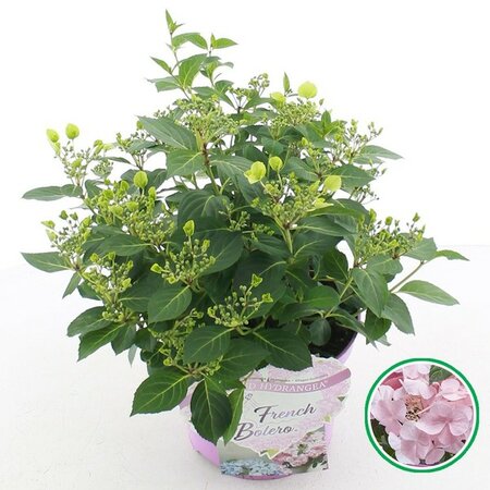 Hydrangea hyb French Bolero® Pink