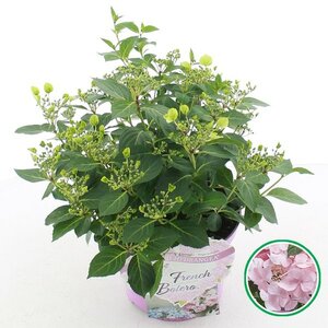 Hydrangea hyb French Bolero® Pink
