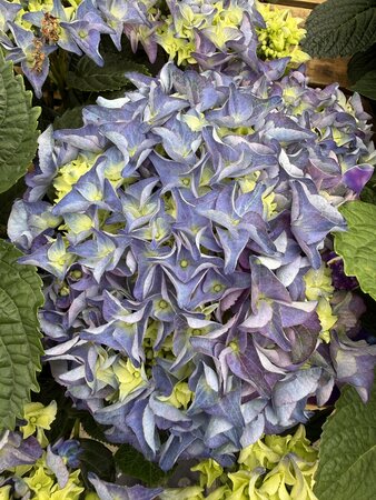 HYDRANGEA IN VARIETIES 7.5LT - image 4