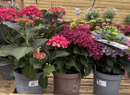 HYDRANGEA IN VARIETIES 7.5LT - image 1