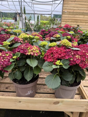 HYDRANGEA IN VARIETIES 7.5LT - image 2