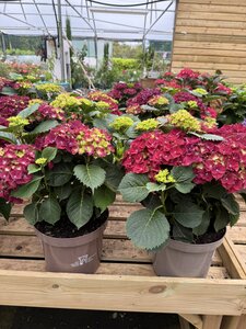 HYDRANGEA IN VARIETIES 7.5LT - image 2