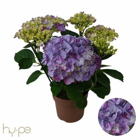 Hydrangea m. 'Campino' blue