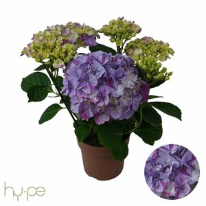 Hydrangea m. 'Campino' blue