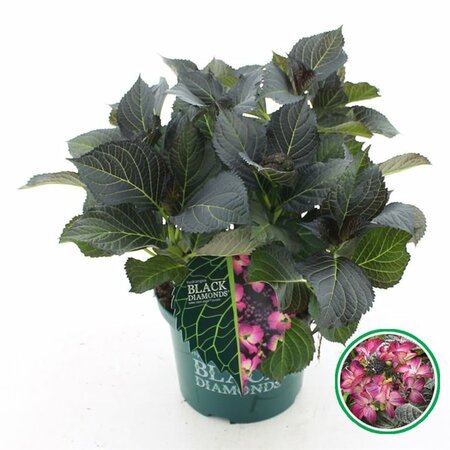 Hydrangea m. 'Dark Angel'® purple