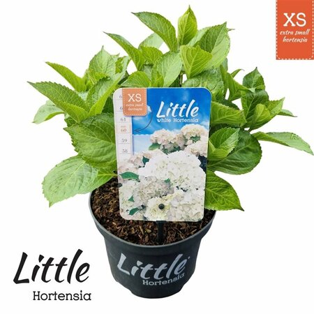 Hydrangea m. 'Little XS White'®