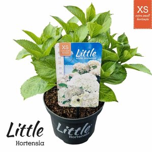 Hydrangea m. 'Little XS White'®