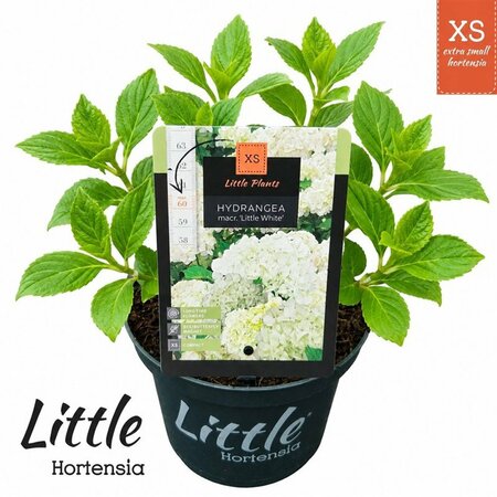 Hydrangea m. 'Little XS White'®  2 Ltr pot
