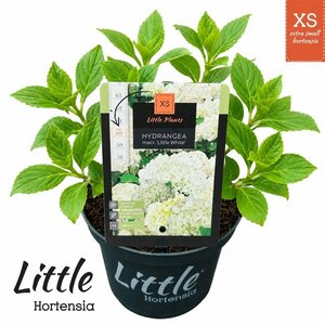Hydrangea m. 'Little XS White'®  2 Ltr pot