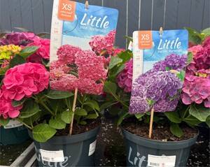 Hydrangea m. 'Little XS White'