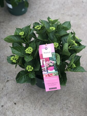 Hydrangea m. Magical GreenFire