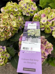 Hydrangea m. 'Magical'® mix - image 1